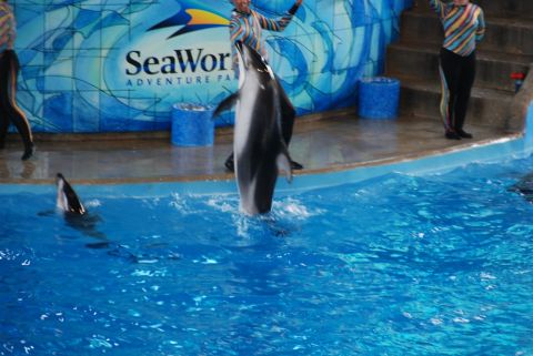 1996 Ford Bronco - A dolphin performs during a show at SeaWorld Adventure Park, with trainers visible on the stage.