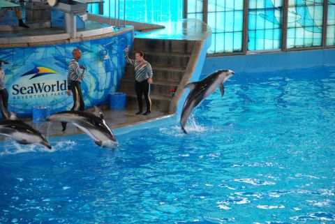 1996 Ford Bronco - Dolphins perform in a pool at SeaWorld Adventure Parks, with trainers on the stage.