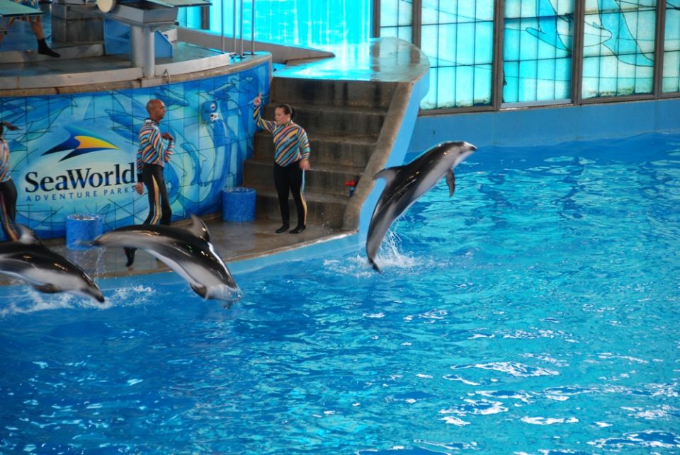 Dolphins leaping from a blue pool in front of a SeaWorld stage with trainers