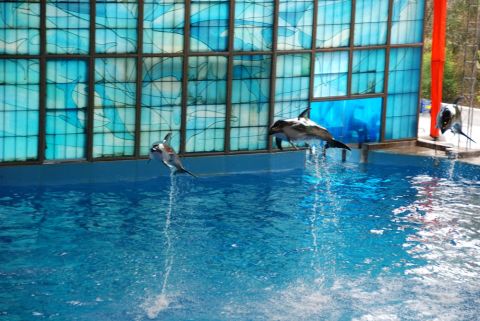 1996 Ford Bronco - Dolphins perform a synchronized jump from a pool, with a decorative blue window in the background.