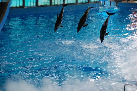 1996 Ford Bronco - Dolphins perform a synchronized jump out of the water in a large pool.