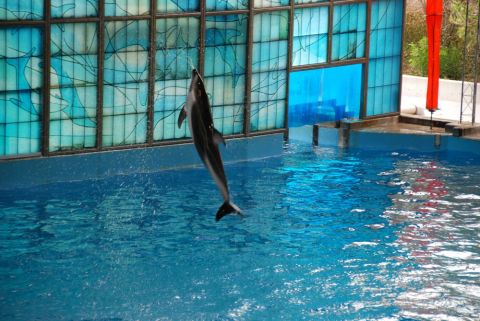 1996 Ford Bronco - A dolphin leaps from the water in front of a decorative blue wall.
