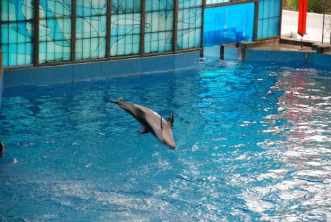 1996 Ford Bronco - A dolphin leaps from the water in a pool, with a backdrop of decorative blue windows.