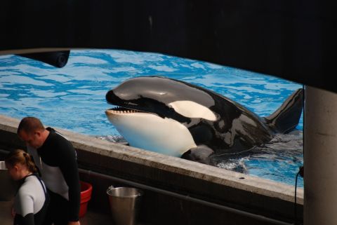 1996 Ford Bronco - Orca whale in a pool with trainers present.
