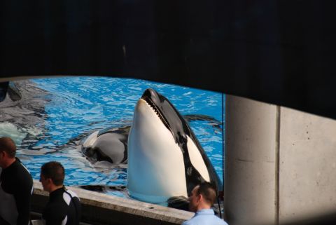 1996 Ford Bronco - An orca whale surfaces in a pool of blue water, its mouth open, while onlookers observe from the edge.