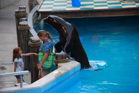 1996 Ford Bronco - A sea lion performs in a pool while a woman and child watch from the side.