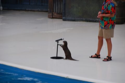 1996 Ford Bronco - An otter appears to be performing at a microphone on a stage, with a handler standing to the side.