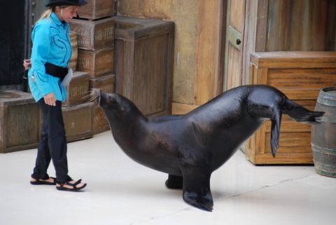 1996 Ford Bronco - A sea lion interacts with its trainer on a stage with wooden props.