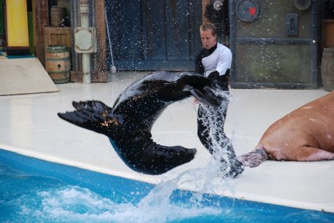 1996 Ford Bronco - A sea lion performs a jump into a pool during a show, with a trainer and walrus present.