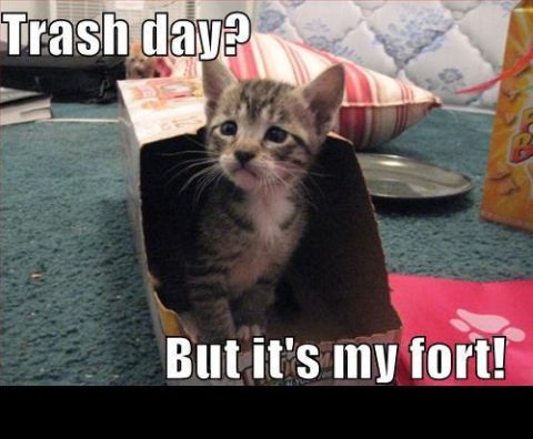 1988 Mercury Grand Marquis - A kitten sits in a cardboard box, looking up with text overlays that read "Trash day?" and "But it's my fort!"