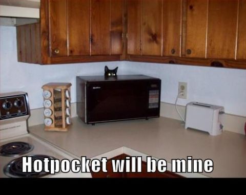 1988 Mercury Grand Marquis - A black cat is hiding behind a microwave in a kitchen.