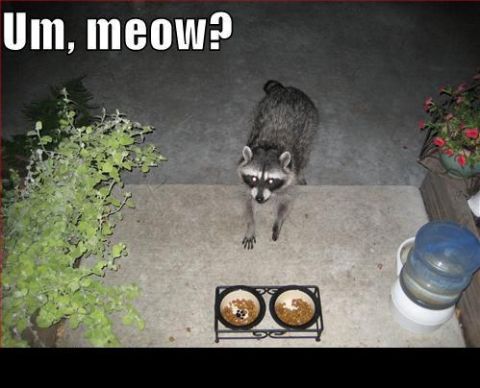 1988 Mercury Grand Marquis - A raccoon appears at a doorstep, curious about the food bowls.