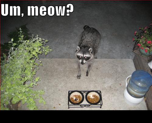 Raccoon looking at the camera with food bowls in front of it