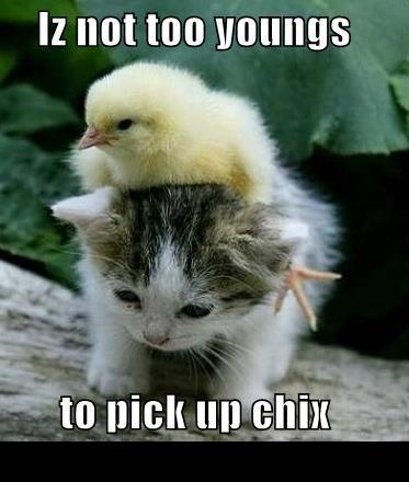 1988 Mercury Grand Marquis - A kitten carries a chick on its back, with text overlay that reads 'Iz not too youngs to pick up chix'.