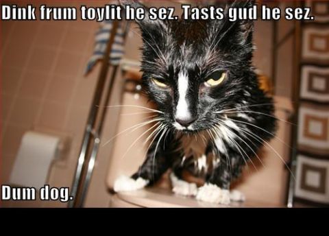 1988 Mercury Grand Marquis - A wet black cat sits on a toilet, looking displeased. Text overlays add a humorous caption.