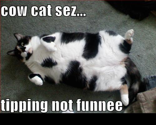 Black and white cat lying on its back on a carpeted surface