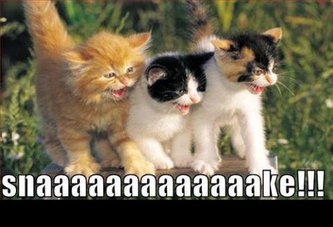 1988 Mercury Grand Marquis - Three kittens appear to be reacting to something with open mouths, accompanied by the text 'snaaaaaaaake!!!' and a Supermotors logo.