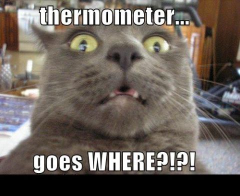 1988 Mercury Grand Marquis - A cat appears shocked by a question about a thermometer, with text overlay and a website at the bottom.