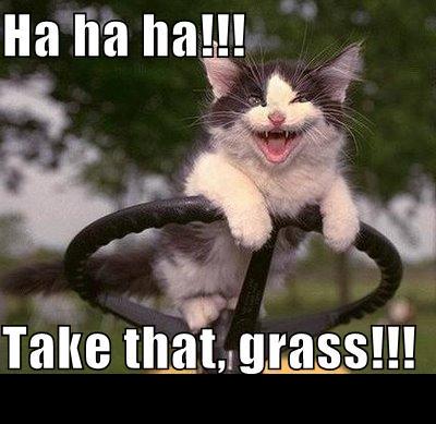 1988 Mercury Grand Marquis - A kitten appears to be driving a vehicle, with a humorous caption overlaying the image.