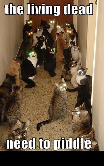 1988 Mercury Grand Marquis - A group of cats with glowing eyes are gathered on stairs, with text overlaying the image.
