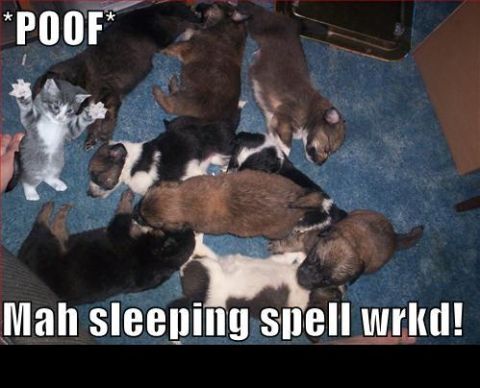 1988 Mercury Grand Marquis - A kitten appears to have cast a sleeping spell on a pile of puppies.