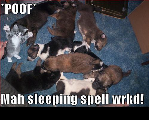 Kitten standing with paws up surrounded by sleeping puppies