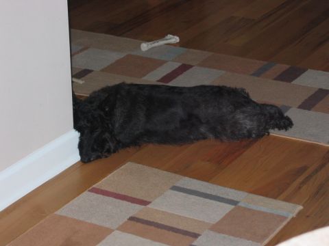 1985 Ford LTD Crown Victoria - A black dog is lying down on the floor next to a wall, with a dog bone visible in the background.