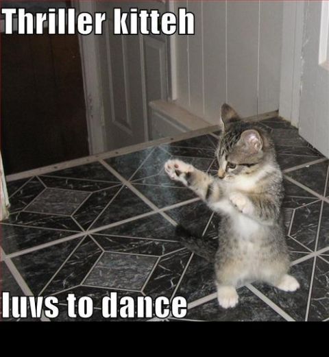 1988 Mercury Grand Marquis - A kitten appears to be dancing, with text overlaying the image.