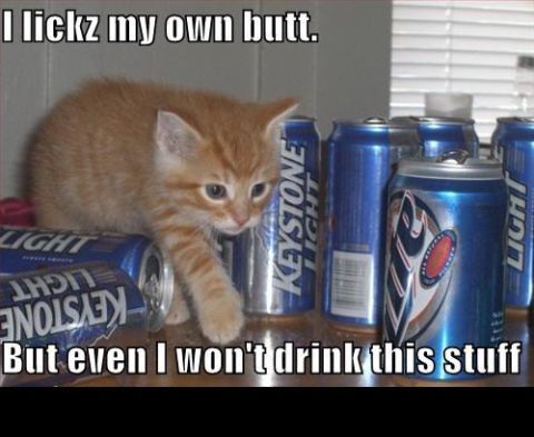 1988 Mercury Grand Marquis - A kitten is pictured with several cans of beer, with humorous text superimposed on the image.