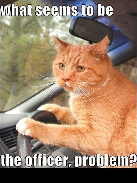 1988 Mercury Grand Marquis - A cat appears to be driving a car, with text overlay creating a humorous meme.