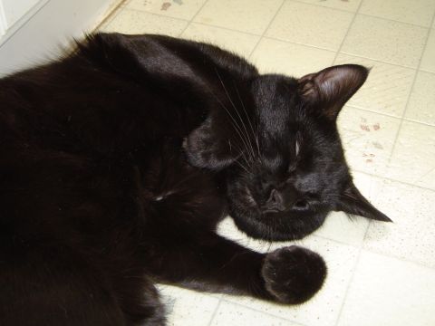 1989 Ford Bronco - A black cat is curled up and sleeping on a light-colored tiled floor.