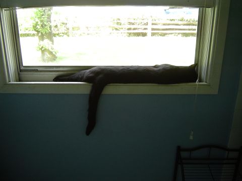 1989 Ford Bronco - A black cat is stretched out comfortably on a window ledge, enjoying the view outside.