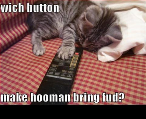 1988 Mercury Grand Marquis - A kitten lies on a remote control, appearing to ponder which button to press.