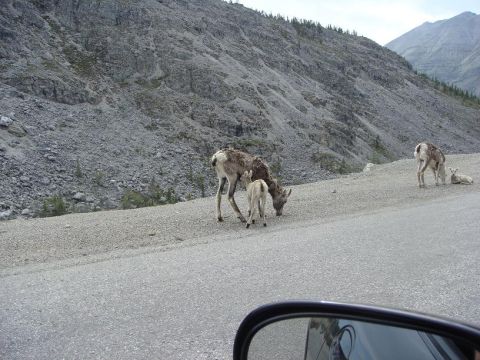 2001 Chevrolet Corvette - Several mountain goats are seen grazing by the side of a road with a rocky mountain in the background.