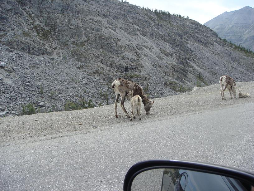 mountain goats grazing near a rocky hillside, seen from a car
