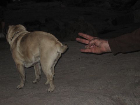 1999 Jeep Grand Cherokee - A pug dog stands on pavement next to a hand forming a peace sign.