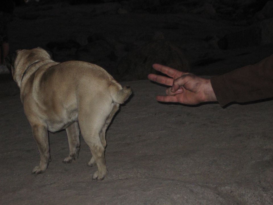 Pug dog standing next to a hand making a peace sign