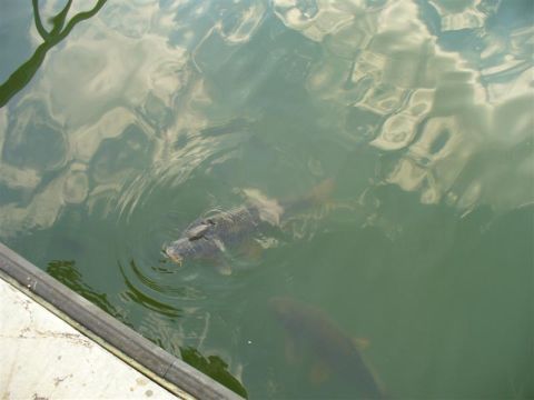 1988 Ford Bronco - Two fish are visible in the water, with one closer to the surface and the dock edge.