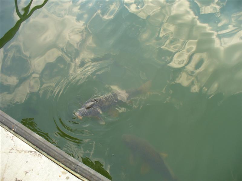 Fish swimming in murky green water near a dock