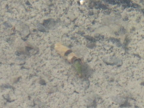 1978 Ford Bronco - A caddisfly larva case rests on the sandy bottom of a body of water.