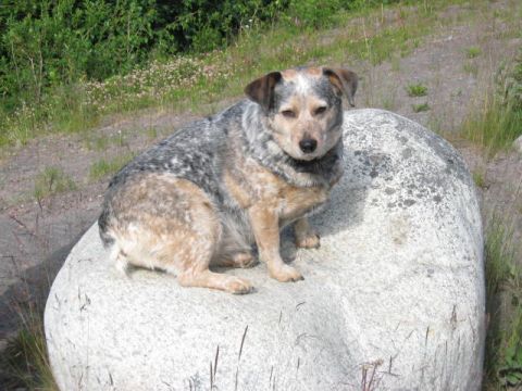 1978 Ford Bronco - A dog rests on a large boulder in a grassy, outdoor setting.