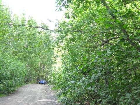 1978 Ford Bronco - A lone blue SUV is parked on a dirt road, partially obscured by dense green foliage.