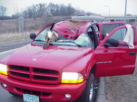 1991 Ford Bronco - A deer has become lodged in the windshield of a red SUV after a collision, with the driver's side door ajar.