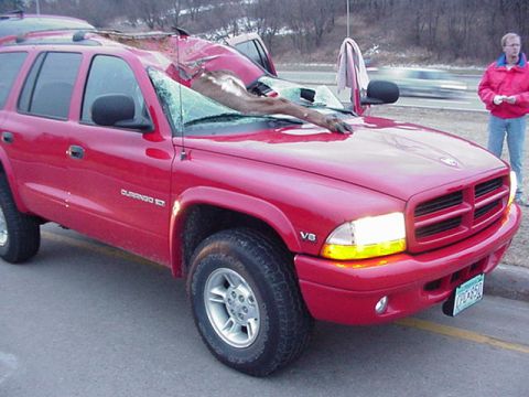 1991 Ford Bronco - Red Dodge Durango with a deer on its hood and windshield after an apparent collision.