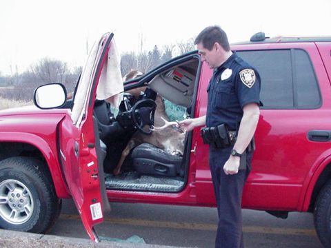 1991 Ford Bronco - A police officer inspects a deer that has somehow ended up inside a red SUV.