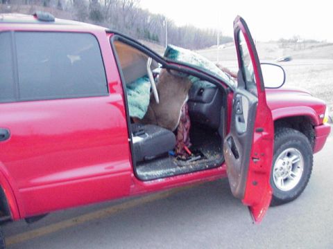 1991 Ford Bronco - A red SUV has its driver's door open, revealing a deer carcass inside the vehicle.