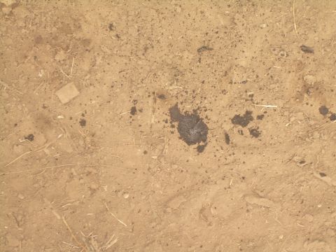 1978 Ford Bronco - Dark oil stains are visible on the dry, dusty ground, with small pieces of straw scattered around.