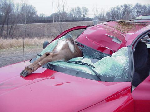 1991 Ford Bronco - A deer has become lodged in the windshield of a severely damaged red SUV.