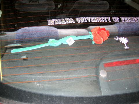 1993 Ford Probe - The rear window of a vehicle shows a sticker that reads "INDIANA UNIVERSITY OF PENNSYLVANIA" and a plush red rose with a green stem and bow…