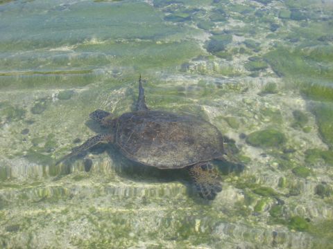 1991 Ford Bronco - A sea turtle glides through the clear, shallow waters of Hawaii.